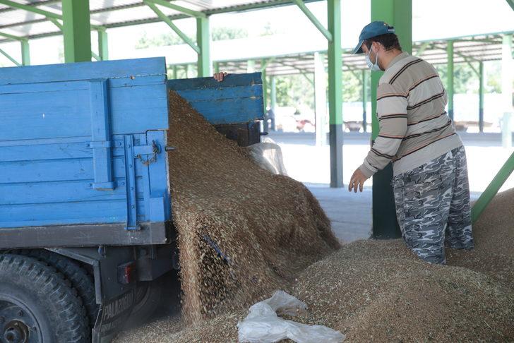 TMO Bolu'da hububat alımına başladı G2