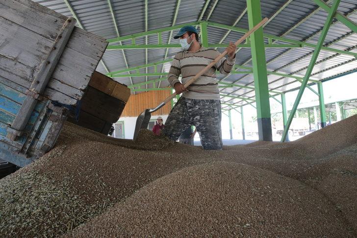 TMO Bolu'da hububat alımına başladı G4