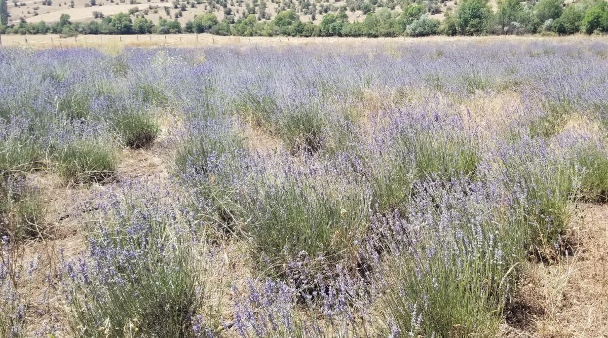 Giresun'da atıl araziler lavanta &uuml;retimiyle canlanıyor