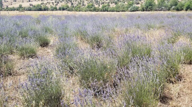 Giresun'da atıl araziler lavanta üretimiyle canlanıyor G1