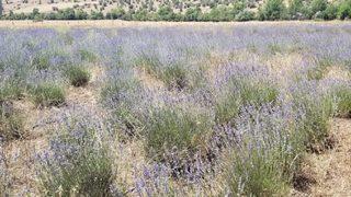 Giresun'da atıl araziler lavanta üretimiyle canlanıyor