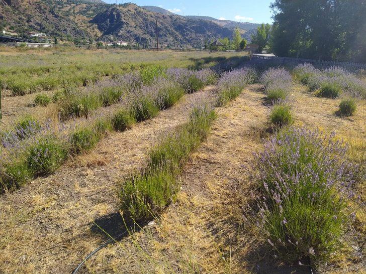 Giresun'da atıl araziler lavanta üretimiyle canlanıyor G2