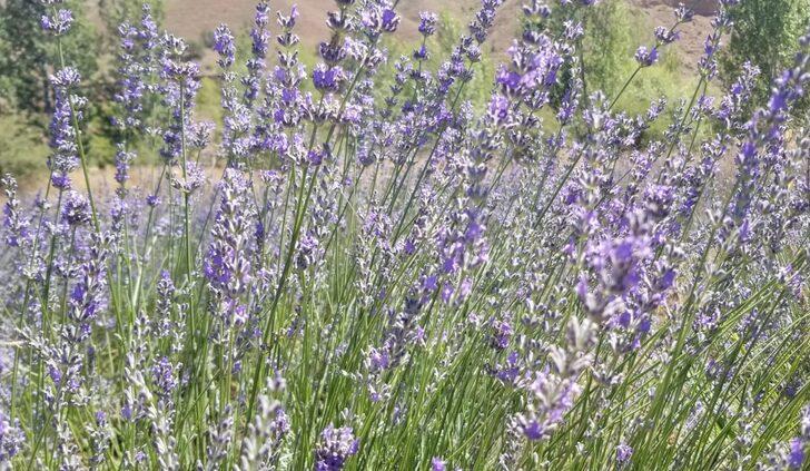 Giresun'da atıl araziler lavanta üretimiyle canlanıyor G3