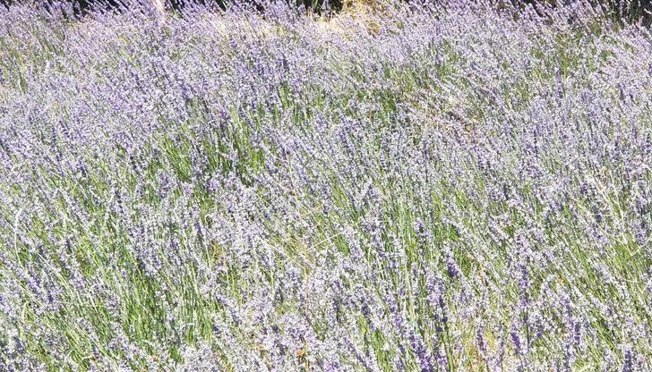 Giresun'da atıl araziler lavanta üretimiyle canlanıyor G4