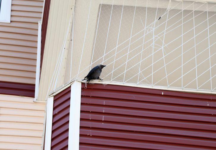 Edirne'de güvenlik amacıyla balkona gerilmiş fileye takılan kargayı itfaiye kurtardı G1