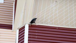 Edirne'de güvenlik amacıyla balkona gerilmiş fileye takılan kargayı itfaiye kurtardı