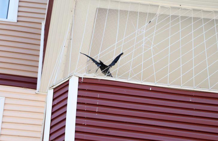 Edirne'de güvenlik amacıyla balkona gerilmiş fileye takılan kargayı itfaiye kurtardı G2