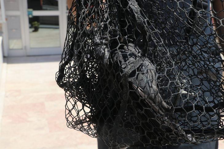 Edirne'de güvenlik amacıyla balkona gerilmiş fileye takılan kargayı itfaiye kurtardı G4