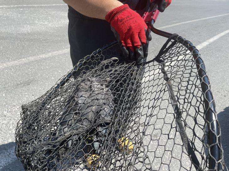 Edirne'de güvenlik amacıyla balkona gerilmiş fileye takılan kargayı itfaiye kurtardı G5