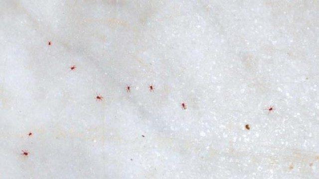 Üniversitede kırmızı kene baskını