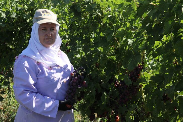 "Trakya İlkeren" üzümünün hasadına başlandı G4