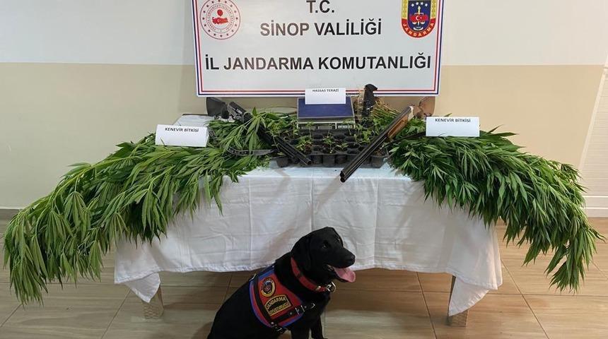 Sinop'ta uyuşturucu operasyonunda 3 kişi yakalandı
