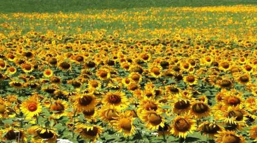 Ayçiçeği ve buğday rekoltesinde atış bekleniyor