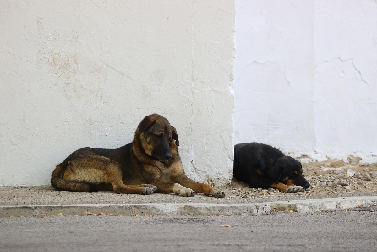 Edirne'de sıcak hava hayatı olumsuz etkiliyor