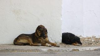 Edirne'de sıcak hava hayatı olumsuz etkiliyor