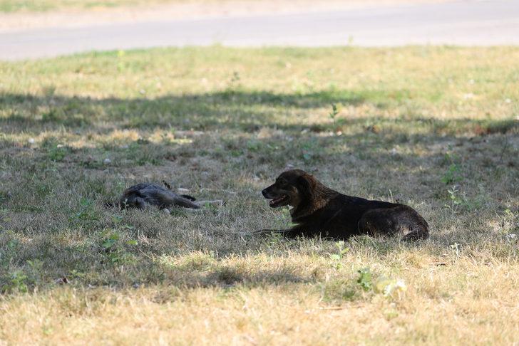 Edirne'de sıcak hava hayatı olumsuz etkiliyor G2