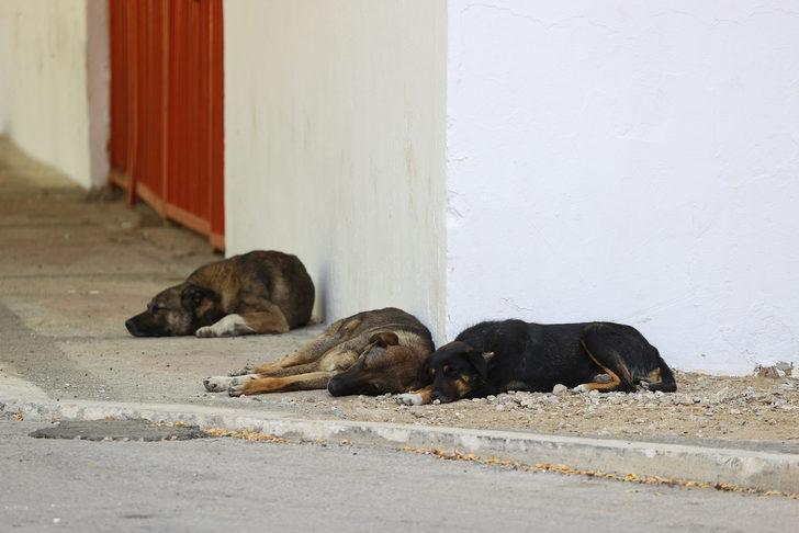 Edirne'de sıcak hava hayatı olumsuz etkiliyor G5