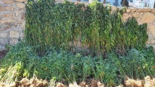 Hatay'da ormanlık alanda 15 bin 750 kök Hint keneviri bulundu