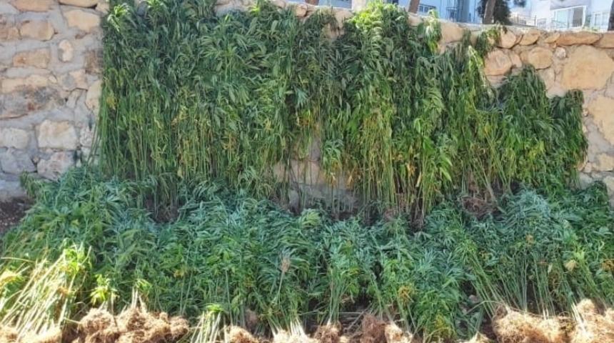 Hatay'da ormanlık alanda 15 bin 750 kök Hint keneviri bulundu