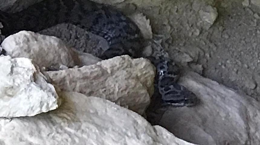 Tunceli’de fotoğraflandı! Son derece zehirli: Isırığı 1 saat içinde öldürebilir