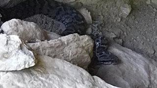 Tunceli’de fotoğraflandı! Son derece zehirli: Isırığı 1 saat içinde öldürebilir