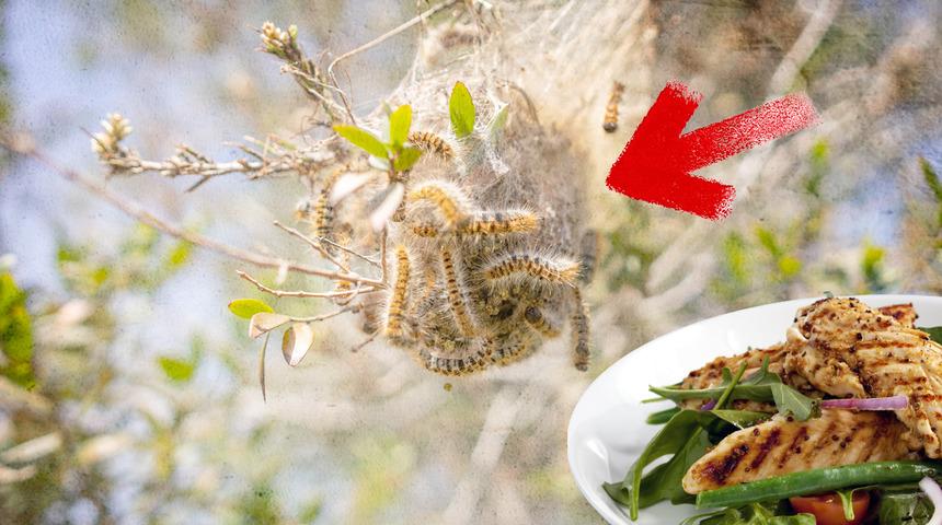 SON DAKİKA: Hem salatada hem her yemekte var! Fiyatları yükseltecek üreticiler ona düşman oldu