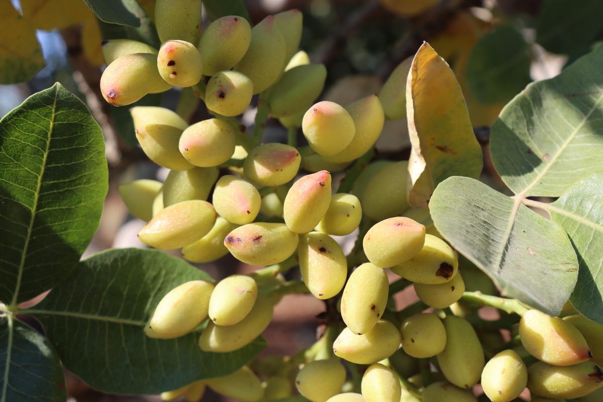 Kilis'te boz Antep fıstığı hasadına başlandı