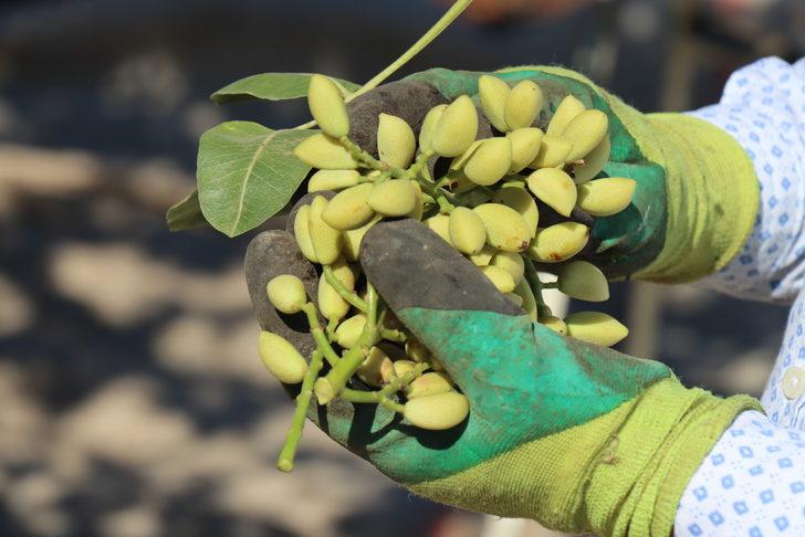 Kilis'te boz Antep fıstığı hasadına başlandı G2