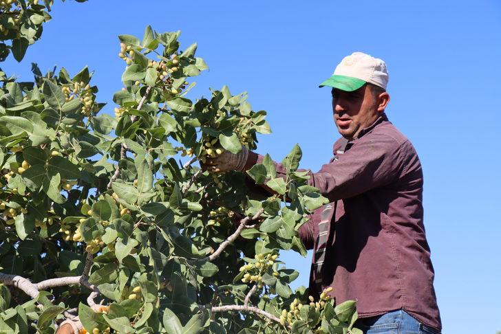 Kilis'te boz Antep fıstığı hasadına başlandı G3