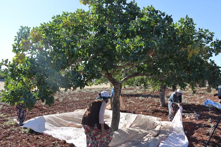 Kilis'te boz Antep fıstığı hasadına başlandı G4