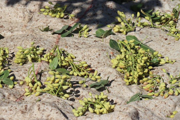 Kilis'te boz Antep fıstığı hasadına başlandı G5