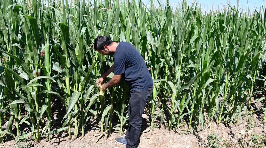 Ayçiçeğinden sonra mısır için de tehdit başladı! 150 bitkiyle beslenebiliyor