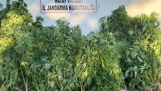 Hatay'da zeytin bahçesinde Hint keneviri yetiştiren şüpheli yakalandı