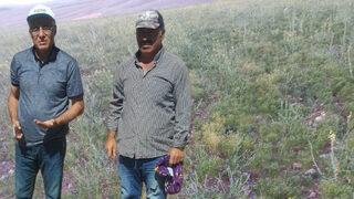 İlk kez ekildi: Susuz yetişiyor, kilosu 100 lira!