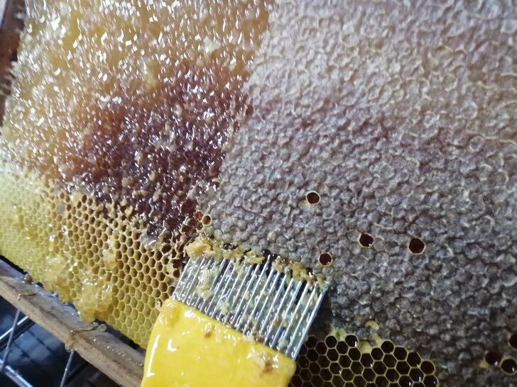 Kahramanmaraş'ta Hacettepe Üniversitesi iş birliğinde üretilen bal hasat edildi G4