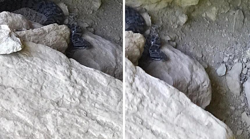 Yeniden ortaya çıktı! Tunceli'de 'Wagner Kaya Engereği' görüldü: 1 saat içinde öldürüyor