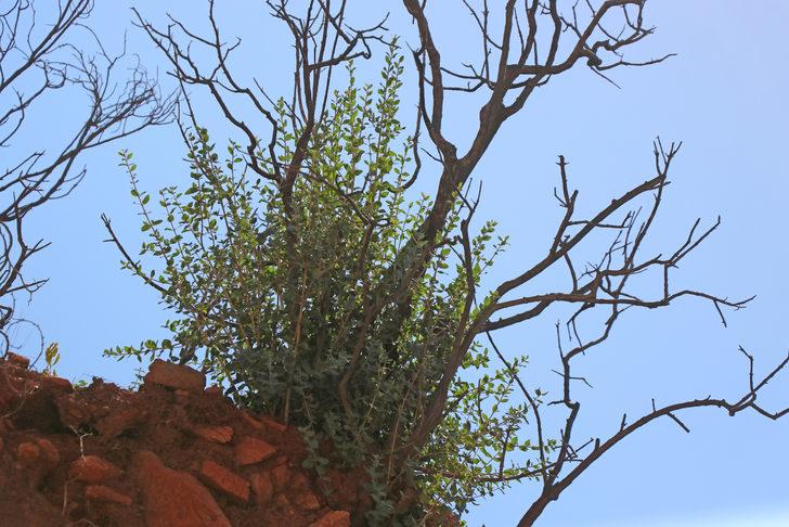 Marmaris yangınının üzerinden bir yıl geçti G2