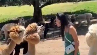 Sevmek için yanına yaklaştı! Kendisini sevdirtmek istemeyen lama kadının yüzüne tükürdü