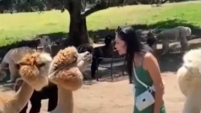 Sevmek için yanına yaklaştı! Kendisini sevdirtmek istemeyen lama kadının yüzüne tükürdü