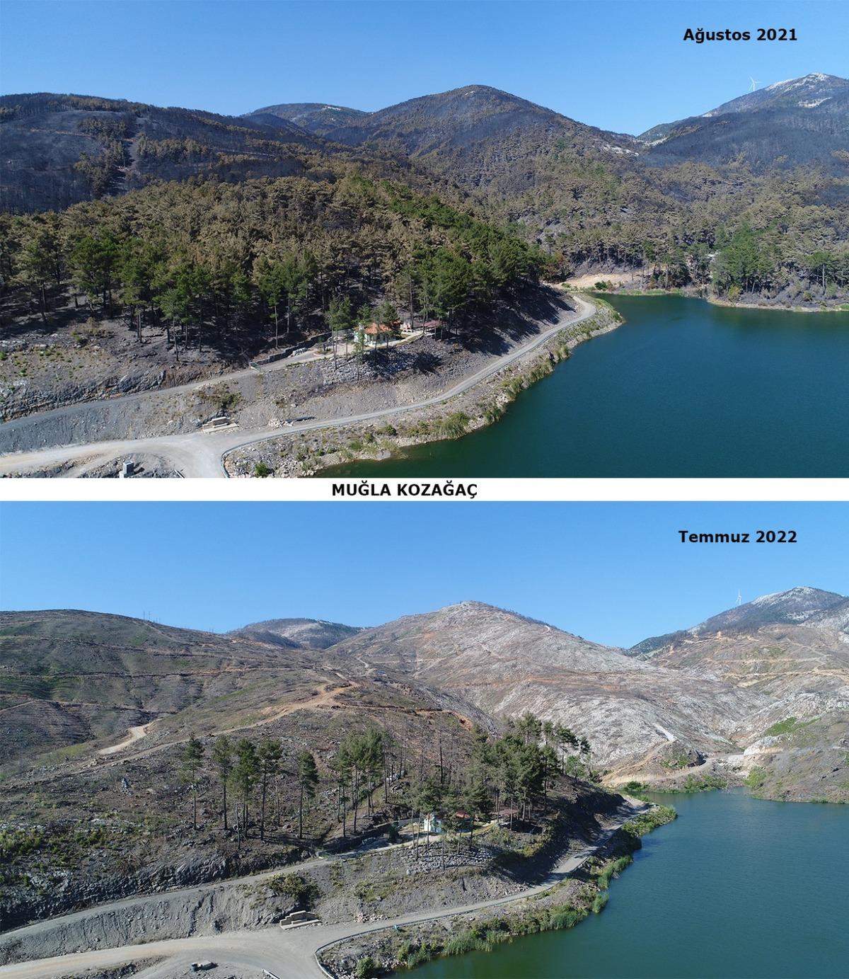 Muğla'da yangınların ardından yanan alanlar tekrar yeşeriyor