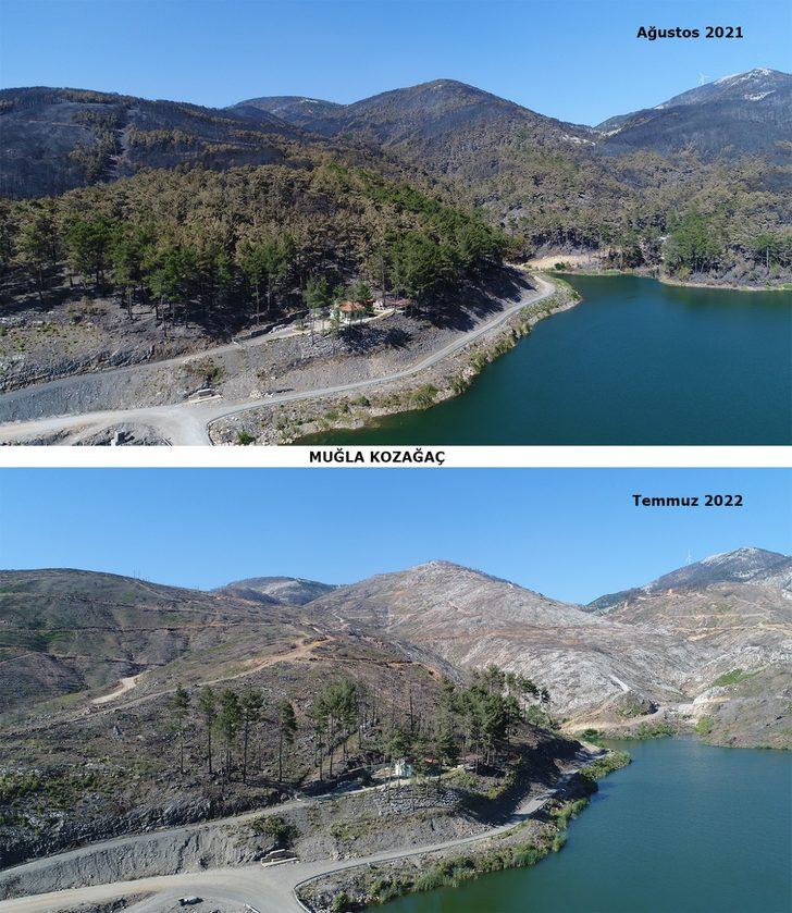 Muğla'da yangınların ardından yanan alanlar tekrar yeşeriyor G1