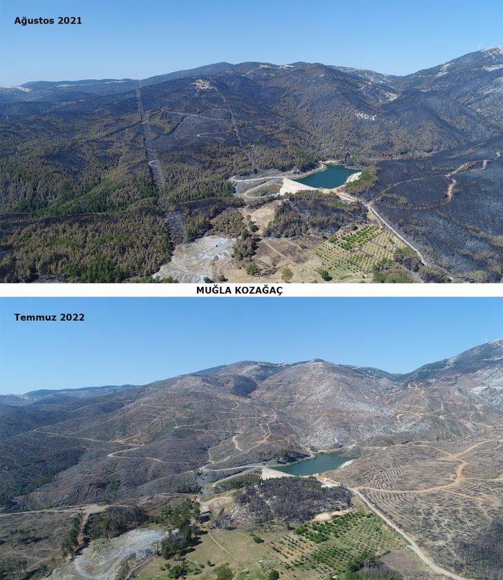 Muğla'da yangınların ardından yanan alanlar tekrar yeşeriyor G2