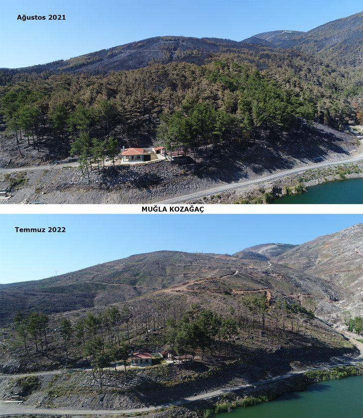 Muğla'da yangınların ardından yanan alanlar tekrar yeşeriyor G3