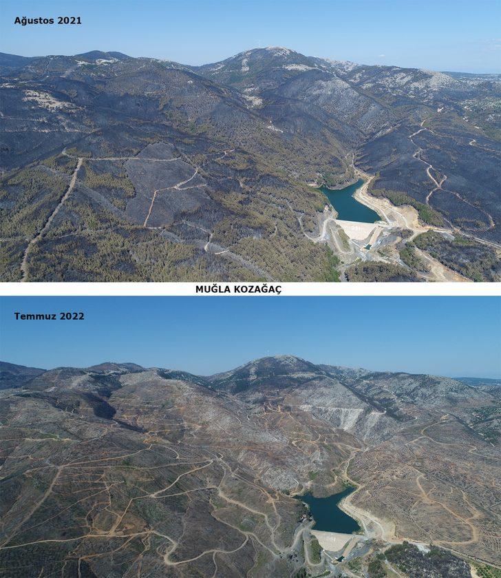 Muğla'da yangınların ardından yanan alanlar tekrar yeşeriyor G5
