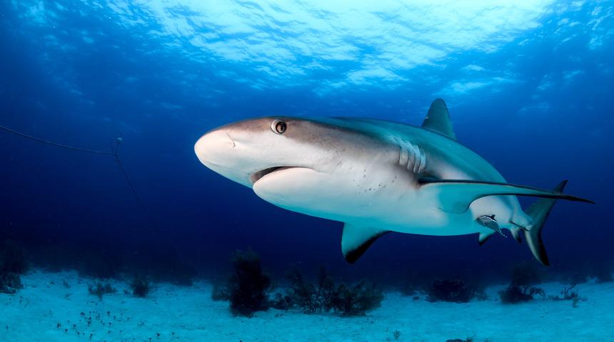 Her şerde bir hayır! ''Köpek balığı saldırısı beni kanserden ölmekten kurtardı''