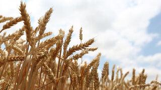 Son dakika: Bakan Vahit Kirişçi yeni tohumluk fiyatları açıkladı!