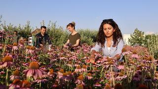 Van'da tıbbi, aromatik bitki hasadı yapıldı