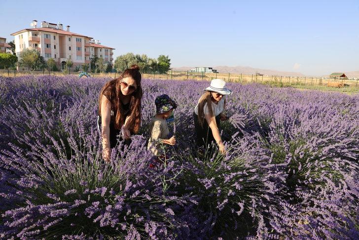 Van'da tıbbi, aromatik bitki hasadı yapıldı G2
