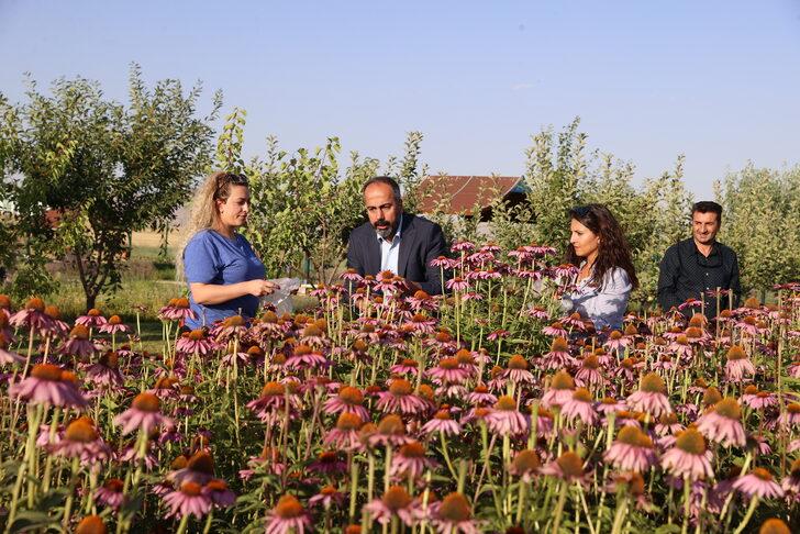 Van'da tıbbi, aromatik bitki hasadı yapıldı G3