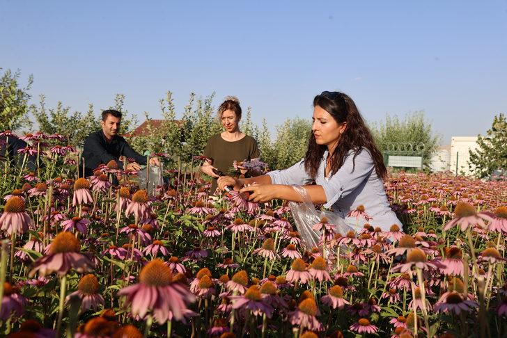 Van'da tıbbi, aromatik bitki hasadı yapıldı G5